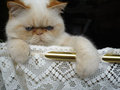 Exotic Cat Exotic Cat