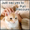 Cat purring Cat purring