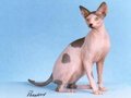 sphynx sphynx