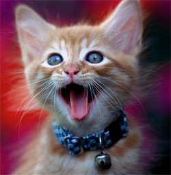 cat meowing