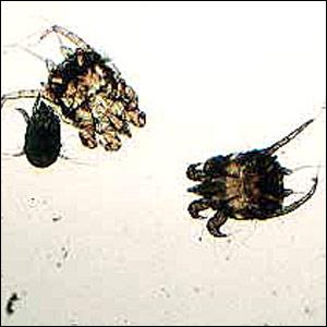 Cat ear mites Cat ear mites