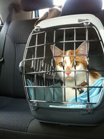 Cat travel cat travel