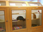 Cat Kennel Boarding cats