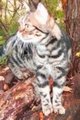 American Shorthair