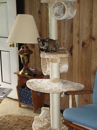 JessieOnTower5-11-12