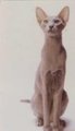 oriental cat