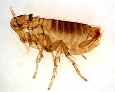 Cat flea