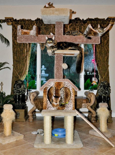 Multiple cats in house-fun on cat towers