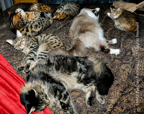 Living with Multiple Cats