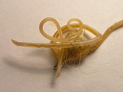 roundworm in cats