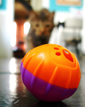 cat toy