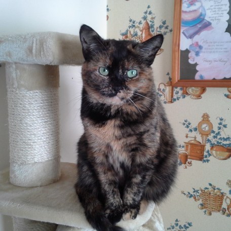 cropped-20140208_104046